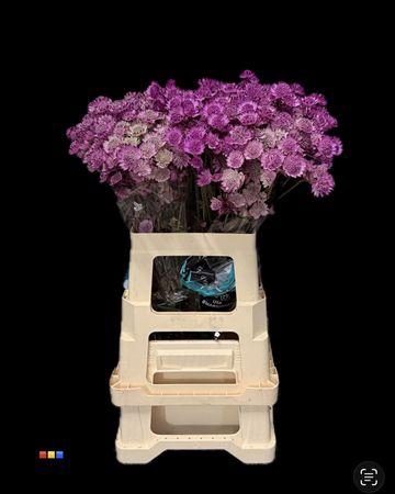 <h4>Astrantia Cerise</h4>