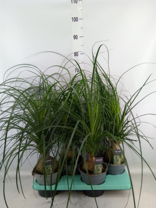 <h4>Beaucarnea recurvata</h4>