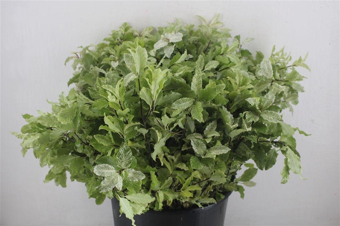 <h4>Pittosp Nevato Wit 150gr P Bunch</h4>