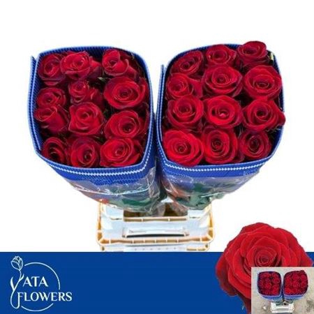<h4>Rosa a grande fleur Fortune</h4>