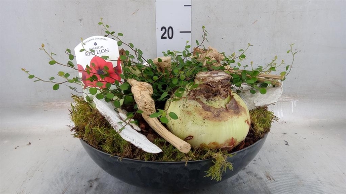 <h4>Arr.   Tuinplanten L%</h4>