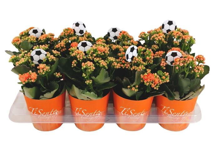 <h4>KAL GE PERFECTA ORAN</h4>