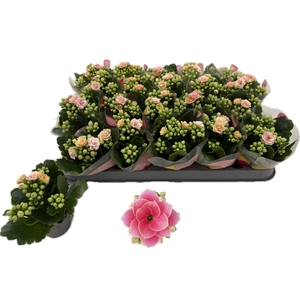 KAL GE ROS FL HARLOW