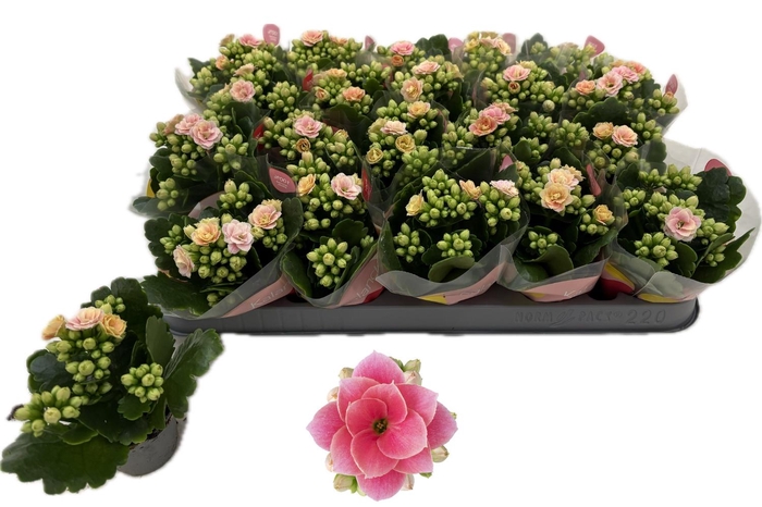 <h4>KAL GE ROS FL HARLOW</h4>