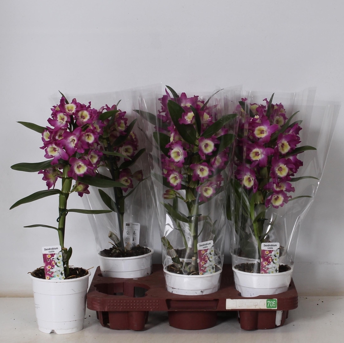 <h4>DEND NOBILE</h4>