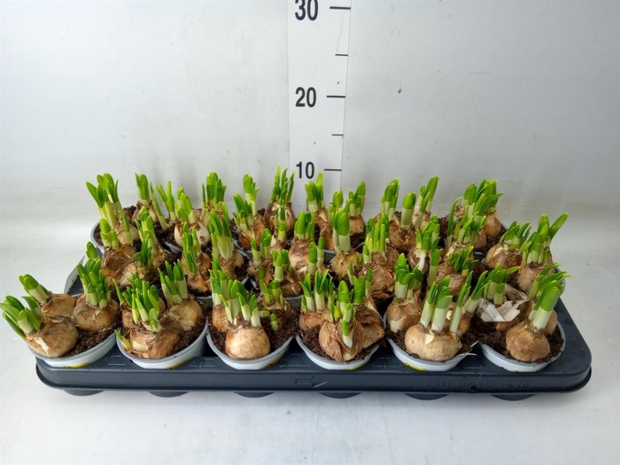 <h4>Narcissus  'Tete a tete'</h4>