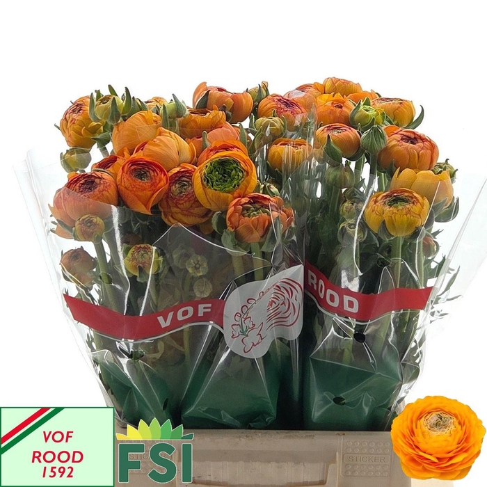 <h4>RAN AAZUR ORANGE</h4>