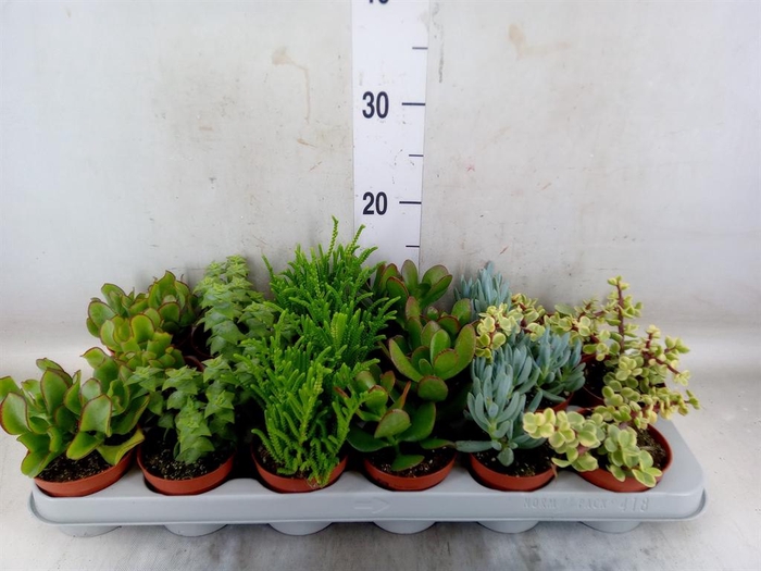 <h4>Succulents   ...mix 6</h4>