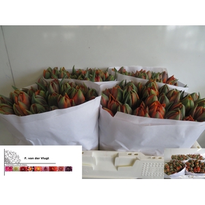 TU DU ORANGE PRINCES