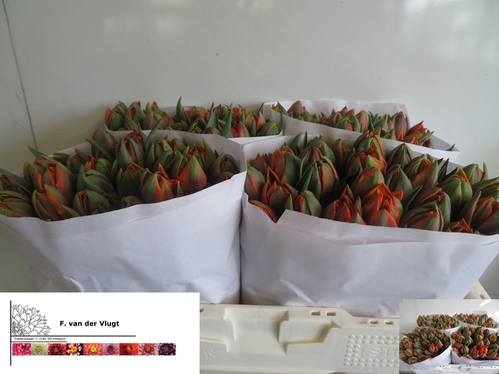 <h4>TU DU ORANGE PRINCES</h4>