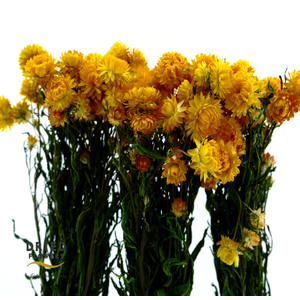 Dried Helichrysum Yellow