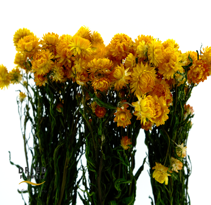 <h4>Dried Helichrysum Yellow</h4>