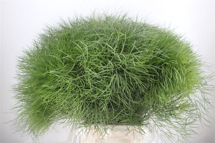 <h4>Corallo P Bunch</h4>