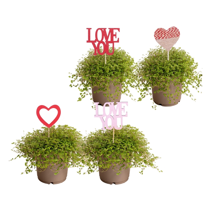 <h4>SOLEI SOL GROEN</h4>