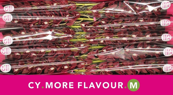 <h4>Mini cymbidium 'Benjamin' 60 cm</h4>