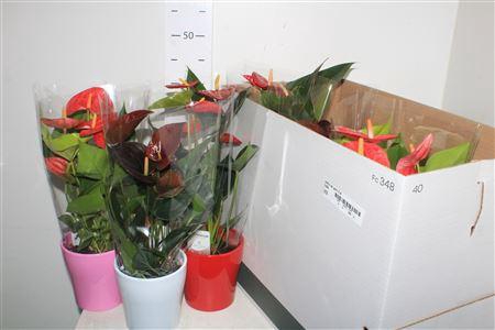 <h4>Anthu An Gem 3 Kl</h4>