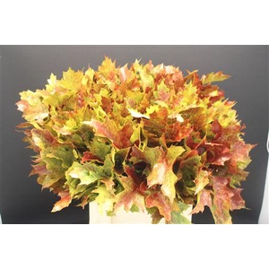 Eik F Autumn Spray