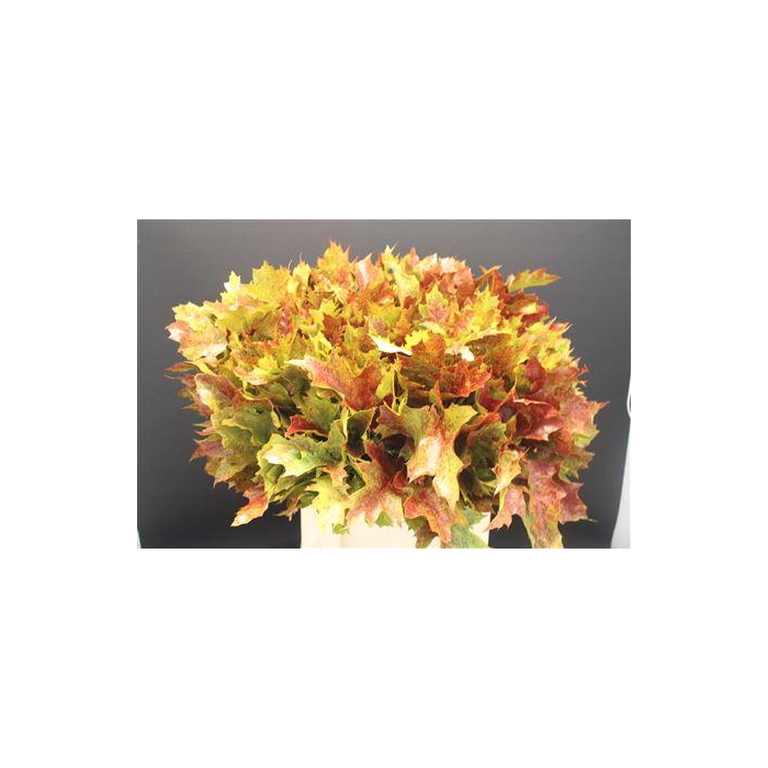 <h4>Eik F Autumn Spray</h4>