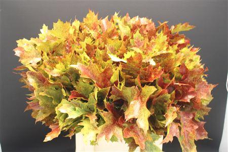 Eik F Autumn Spray