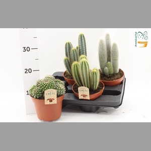 CACTUS GEM