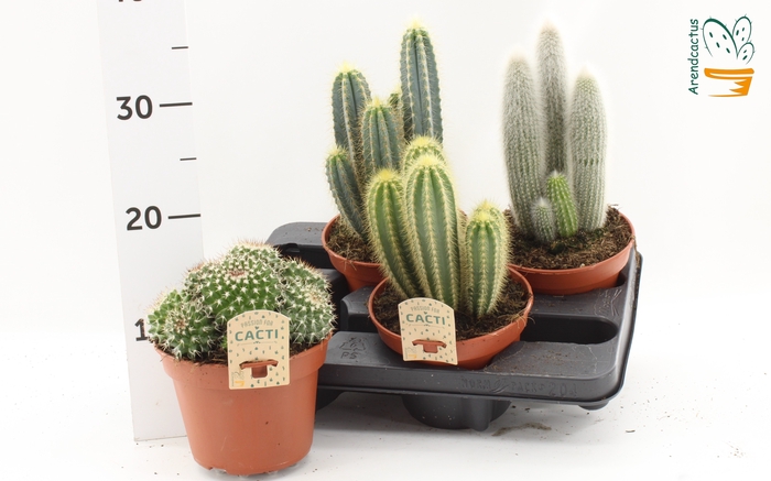 <h4>CACTUS GEM</h4>