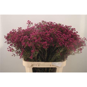 Chamelaucium Early Purple