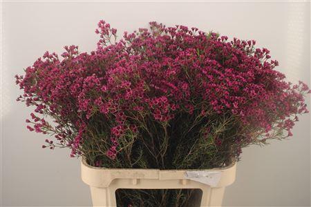 <h4>Chamelaucium Early Purple</h4>