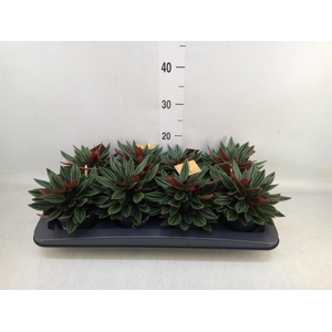 Peperomia caperata 'Rosso'