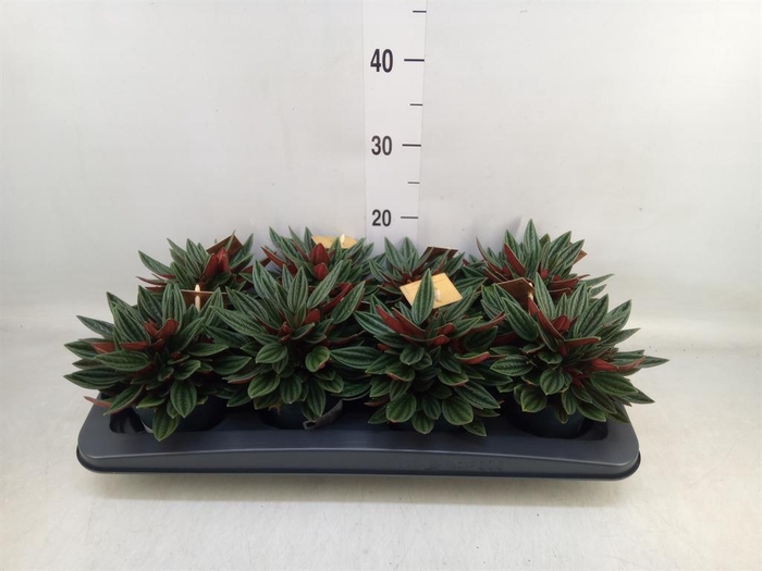<h4>Peperomia caperata 'Rosso'</h4>