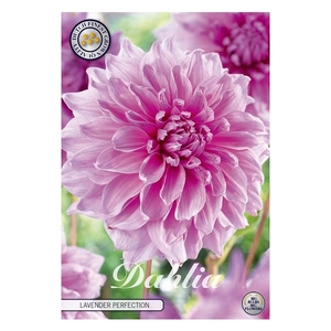 Dahlia Lavender Perfection x1 l