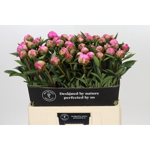 Paeonia Dr A Fleming
