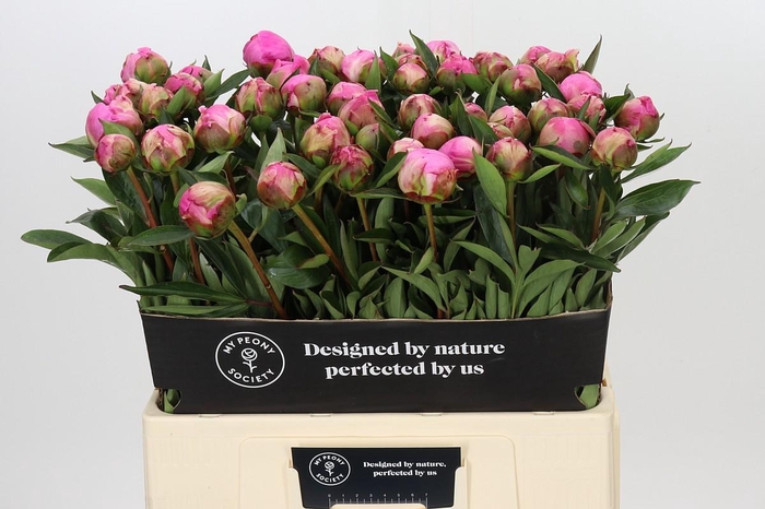 Paeonia Dr A Fleming