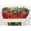 Hypericum Rainbow Romance Spray