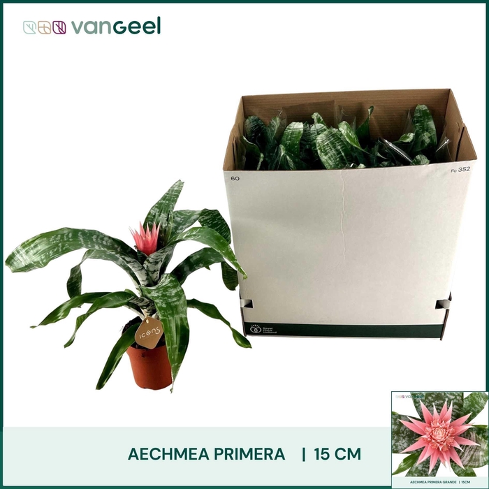 <h4>AECH FAS PRIMERA</h4>