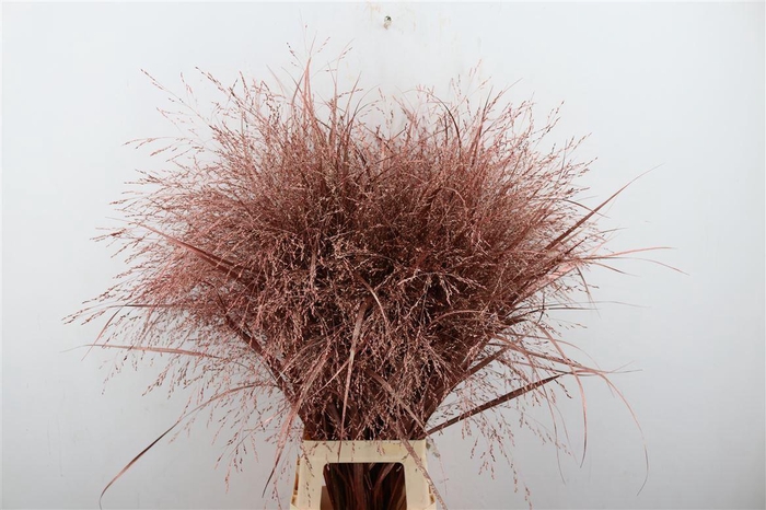 <h4>Siergras Panic Kbh Metallic Pink P Stem</h4>