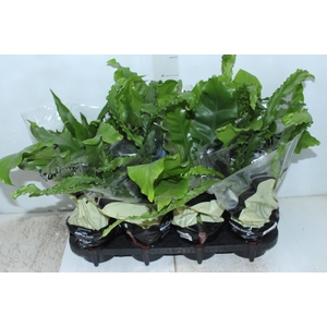 ASPLENIUM VARIADO P14