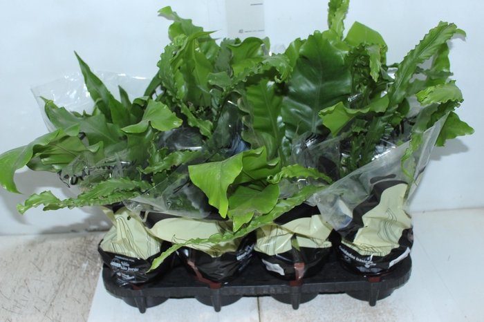 <h4>ASPLENIUM VARIADO P14</h4>