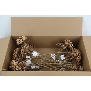 Stick Dahlia Sweet Natural