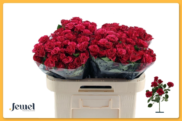 <h4>ROSA TR 'ROSEBERRY'</h4>