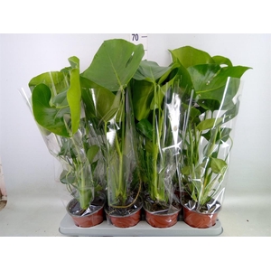 Monstera delic.