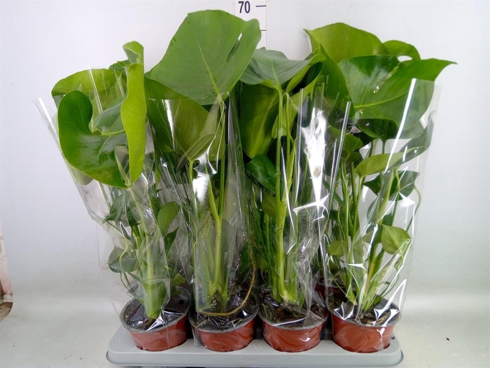 <h4>Monstera delic.</h4>