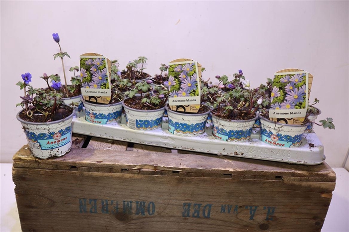 <h4>Anem Bl Blue Shades</h4>