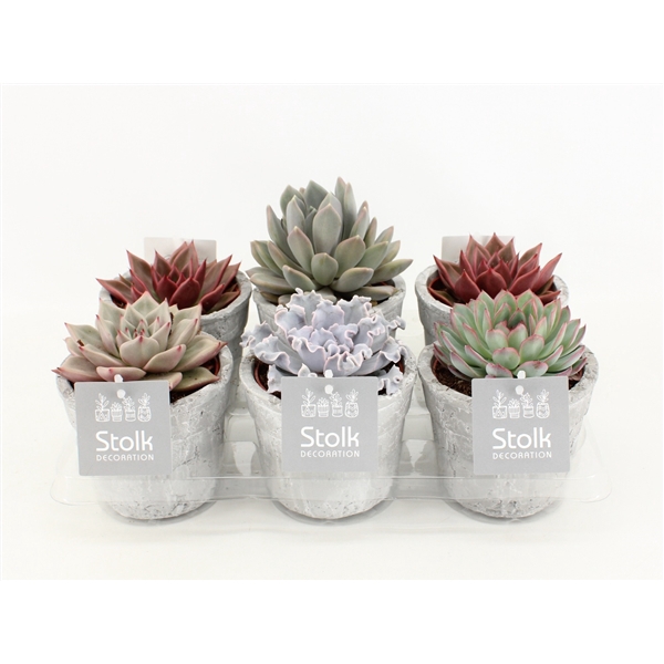 <h4>Echeveria Mix 10,5 in stone look pot</h4>