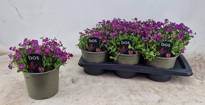 <h4>AUBR GRACILIS</h4>