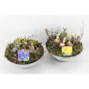 arr4 Bollenmix MB - Glas ribbel x3