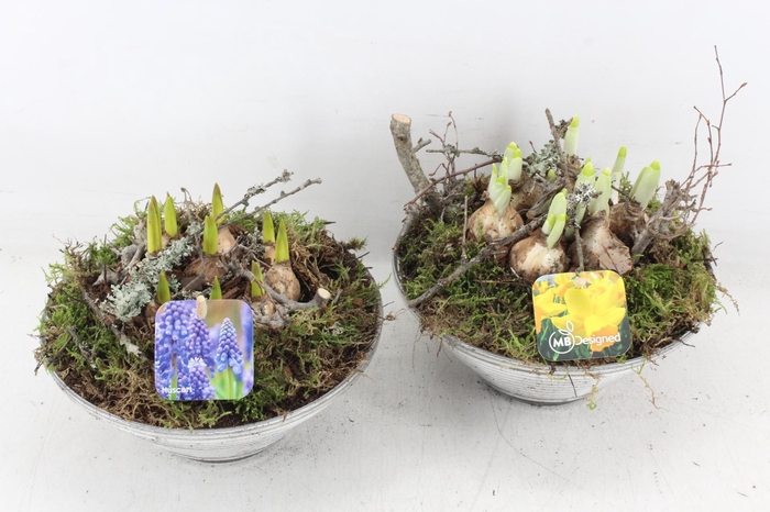 <h4>arr4 Bollenmix MB - Glas ribbel x3</h4>