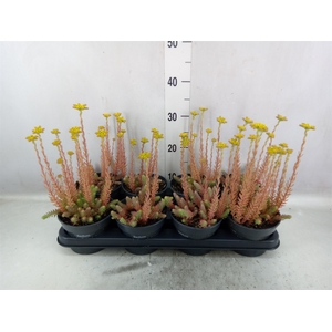 Sedum reflexum