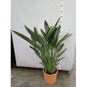 Strelitzia reg.