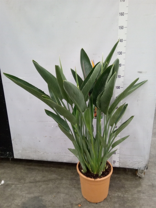 <h4>Strelitzia reg.</h4>