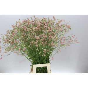Sanguisorba Nephele